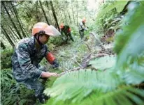  ?? CHEN YEHUA / XINHUA ?? Forest rangers cut weeds while patrolling in a forest farm in Jiangxi province.