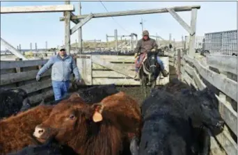  ?? MATTHEW BROWN — THE ASSOCIATED PRESS ?? In this photo, Mike Wacker, left, and Juan Ulloa move cattle at Cross Four Ranch before the animals are shipped to summer pasture in Sheffield, Mont. Cross Four has thousands of cattle ready for export to China but a trade dispute could undermine those...