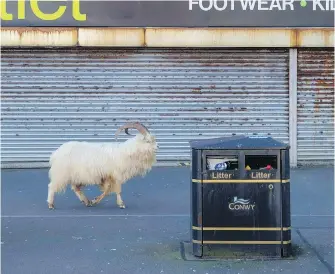  ??  ?? A goat walks past a closed store in Llandudno, North Wales, on Tuesday. Mountain goats have been taking advantage of the deserted streets of the seaside town during the U.K.’s coronaviru­s lockdown.