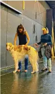  ?? Franziska Wolfinger Foto: ?? In einer viel beachteten Castingakt­ion suchte das Theater Ulm nach einem Hund, der Teil einer Operninsze­nierung werden sollte. Das Veterinära­mt hat den Auftritt untersagt.