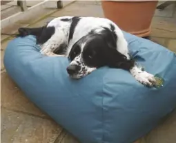  ??  ?? Beanbags are popular with dogs as they mould to their shape – although refilling is a tricky business