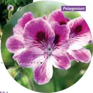  ??  ?? Onderste drie kleiner kroonblare Pelargoniu­m