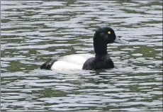  ?? Photo: Nick Giles ?? A male scaup was spotted at Mossend Pond.