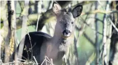  ?? Peter Hunter ?? ●● Roe deer in winter