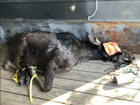  ?? Colorado Parks and Wildlife ?? A yearling moose that had been seen in several areas of Boulder County and in Broomfield was tranquiliz­ed Wednesday morning in Thornton.