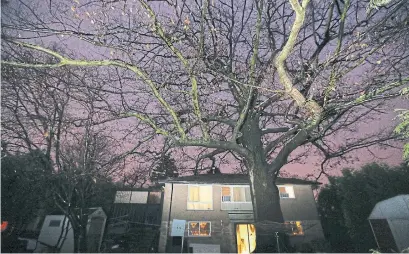  ?? STEVE RUSSELL TORONTO STAR ?? It’s now up to Torontonia­ns to dig into their pockets and help buy a North York home in order to save a centuries-old red oak tree.