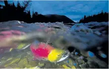  ?? JONATHAN HAYWARD/THE CANADIAN PRESS ?? Spawning sockeye salmon are seen making their way up the Adams River in Roderick Haig-Brown Provincial Park near Chase, B.C., on October 13, 2014. Salmon migrating through rivers and streams in B.C. use all their strength, but new research says even...