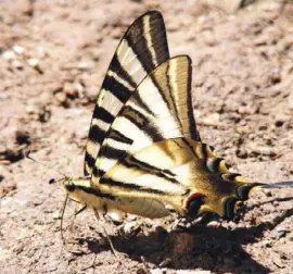  ??  ?? Der Iberische Segelfalte­r, ein sehr guter Flieger.