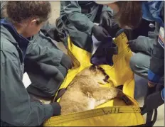  ??  ?? This Jan. 8 photo released by UC Davis shows staff from the California Department of Fish and Wildlife and the University of California, Davis Veterinary Teaching Hospital tending to an injured 5-monthold mountain lion cub at the CDFW facility in...