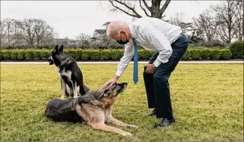  ?? Adam Schultzous­e / The White House via Washington Post News Service ?? President Joe Biden pets his dog Champ as Major looks the other way in the Rose Garden at the White House in January. The Bidens announced Champ’s death on Saturday.