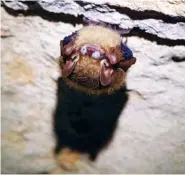  ??  ?? A tri-colored bat suffering from white-nose syndrome hibernates in Frick’s Cave on Saturday.