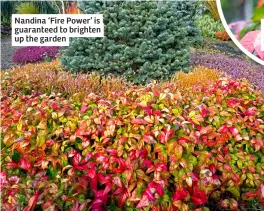  ?? ?? Nandina ‘Fire Power’ is guaranteed to brighten up the garden