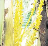  ??  ?? BEE-ING THERE: Insect pollinator­s double the yield of coconut trees.