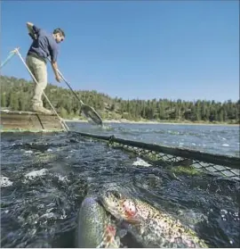  ?? Irfan Khan Los Angeles Times ?? LOGAN HUEFNER, 18, stocks Big Bear Lake with trout. The $3.5-million fish hatchery planned for next year is expected to boost the local economy.