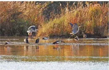  ?? FOTO: THOMAS REINHARDT ?? Auch die tierischen Besucher des Ökosees in Dillingen wie Graureiher, Kormorane und Nilgänse genießen bei spätherbst­lichem Sonnenwett­er sichtlich das Feuchtbiot­op.