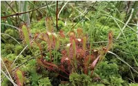  ?? ?? ●●The great sundew and sphagnum moss