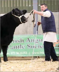  ??  ?? Bernard Kerins, Ballymote got the 2nd highest heifer price on Saturday at the Elite Angus Show and Sale in Carrick on Shannon. He sold his young heifer ‘Kerins Perkemi’ for the 2nd highest heifer price on the day of €4800. Bernard has had success with this heifer in the show ring all summer and she was purchased by Aoife, Sinead and Niamh Brennan from Cloonacool, Sligo.