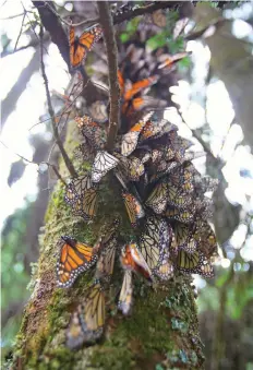  ??  ?? Se trata de un punto enclavado en el cerro, donde 25 árboles de oyamel albergan racimos de mariposas que se aparean durante el invierno.