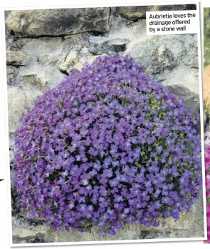  ??  ?? Aubrietia loves the drainage offered by a stone wall