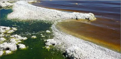  ??  ?? six samples taken from the salton sea in early July indicate low levels of harmful toxin — not enough to cause health concerns at present. More toxin may be produced during periods of algae bloom such as that seen here on the salton sea in this March 2008 photo. COURTESY PHOTO WIKIMEDIA COMMONS