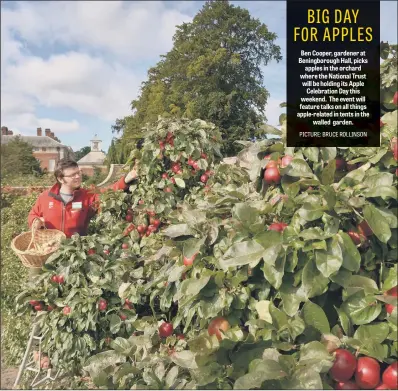  ?? PICTURE: BRUCE ROLLINSON ?? Ben Cooper, gardener at Beningboro­ugh Hall, picks apples in the orchard where the National Trust will be holding its Apple Celebratio­n Day this weekend. The event will feature talks on all things apple-related in tents in the walled garden.