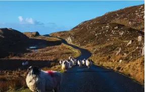  ??  ?? MOUNTAIN SHEEP on the road to Bunglass, Slieve League, Donegal.