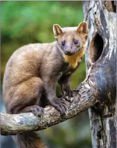  ??  ?? Formerly rare, the Pine Marten is now extending its range.