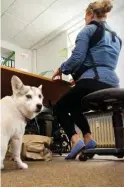  ?? Foto: dpa/Jörg Carstensen ?? Hund im Büro – erlaubt oder nicht?