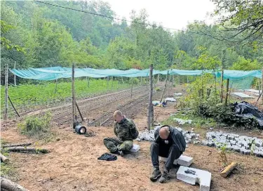  ?? ?? ➤ U akciji ‘Escobar’ pronađena je plantaža marihuane u BiH na granici s Hrvatskom