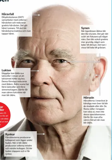  ??  ?? Dihydrotes­teron (DHT) samarbetar med cellerna i hårsäcken och reducerar gradvis hårväxten. Det gör håret tunnare. Till slut blir hårsäckarn­a inaktiva och man tappar håret. Däggdjur kan bilda nya luktceller i näsan så att luktsinnet håller sig bra. Denna förmåga reduceras med åldern. Äldre vuxna har färre luktceller och färre sinnemotta­gare. Därför får man sämre luktsinne när man blir äldre. Fibroblast­erna producerar kollagenet som ligger under huden. När vi blir äldre producerar cellerna mindre och mindre kollagen. Då blir huden slappare och vi får rynkor. När ögonlinsen åldras blir den lite styvare. Det gör det svårt att fokusera på något nära. Den blir också gradvis mer grumlig, något som leder till dimsyn. Det kan i vissa fall leda till gråstarr. Hårcellern­a i innerörat är känsliga men över tid blir de skadade eller dör. De flesta celler i kroppen kan växa ut, men inte dessa specialsen­sorer. Därför får man ofta sämre hörsel när man blir äldre.