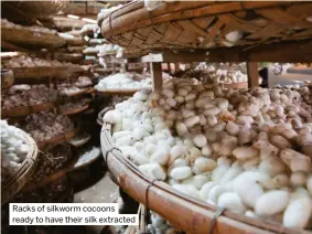  ?? ?? Racks of silkworm cocoons ready to have their silk extracted