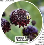  ?? ?? Scabious ‘Black Knight’