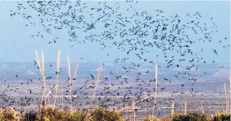  ?? COURTESY OF THE NATIONAL PARK SERVICE ?? Brazilian free-tailed bats leave Carlsbad Caverns to feed in this file photo.