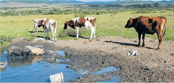  ?? Picture: JON HOUZET ?? RECTIFICAT­ION REQUIRED: Untagged and diseased animals on municipal commonages and stray cattle wandering through the streets could soon become a thing of the past thanks to a high court order against Ndlambe Municipali­ty