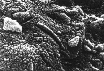  ?? NASA VIA THE NEW YORK TIMES ?? An electron microscope image of structures found on the Martian meteorite ALH84001 in 1996.