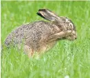  ?? Foto: APA / dpa / Nicolas Armer ?? „Augen zu und durch“funktionie­rt für den Feldhasen nicht mehr.