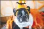  ?? (Courtesy Photo/Lorie Robertson) ?? Oktoberfes­t will include a Dogstume Contest with categories for Best Dog Talent, Most Unique Costume and Best Fall Festival Costume. Entry fee is one can of dog food per dog per category, with donations going to Fort Smith Animal Haven.