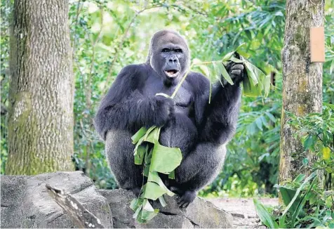  ?? JOE BURBANK/ORLANDO SENTINEL ?? Gino, the patriarch of the western lowland gorilla troop at Gorilla Falls Exploratio­n Trail, forages at the habitat at Disney’s Animal Kingdom.