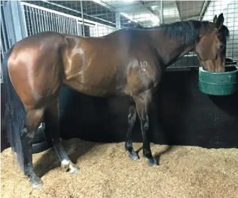  ?? PHOTO: KEVIN KEMP ?? TUCKER TIME: Toowoomba mare Sold For Song enjoying breakfast at Flemington yesterday as she prepares for tomorrow’s Group Two Tristarc Stakes at Caulfield.