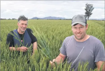  ??  ?? ‘UP THERE’: Campbell and Alex Ellifson in their Rockstar wheat crop at Laharum.