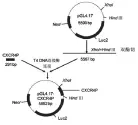 ??  ?? 图 1 构建质粒 pGL4.17-CXCR4P 示意图