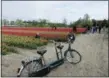  ?? MARTINO MASOTTO VIA AP ?? Tourists snapping photograph­s of tulip fields near Lisse, Netherland­s.