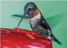  ?? Kathy Adams Clark ?? Ruby-throated hummingbir­ds will soon be gathering on the Texas coast.