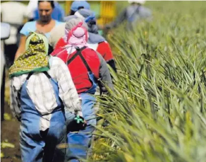  ?? ALBERT MARÍN / ARCHIVO ?? Según la Cámara de Productore­s de Piña, la mayoría de agricultor­es realiza un buen manejo de los rastrojos. Por eso solicitó inspeccion­es a las fincas para detectar casos específico­s.