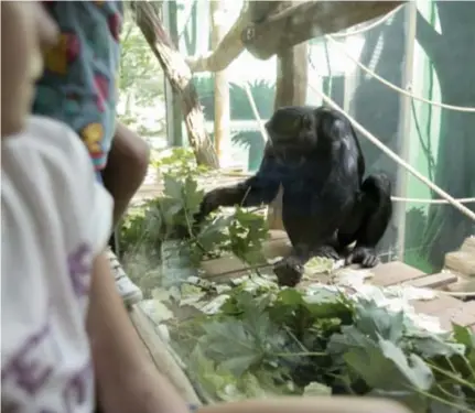 ?? FOTO JOREN DE WEERDT ?? De bonobo’s smullen van blaadjes en Chinese kool op het volderpad voor onze voeten.