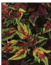  ??  ?? Coleus FlameThrow­er Chili Pepper