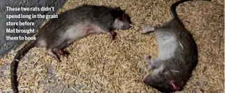  ?? ?? These two rats didn’t spend long in the grain store before
Mat brought them to book