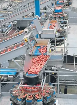  ??  ?? New chilled products featuring Albert Bartlett’s red Rooster potatoes will be produced at the firm’s Airdrie plant.