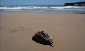  ?? ?? A sick pelican sits on the beach in Newport Beach, California, on 7 May 2024. Photograph: Jae C Hong/AP