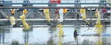  ?? SPECIAL TO THE EXAMINER ?? Rubber ducks are released into the water in Omemee during the 2016 Canada Day celebratio­ns. The duck race returns this year as part of the village's Canada 150 celebratio­ns.